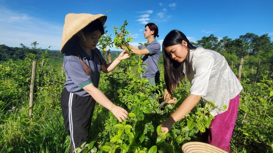 Dược liệu được thu hoạch, phân loại trước khi đưa vào các dây chuyền sản xuất khép kín ảnh 2