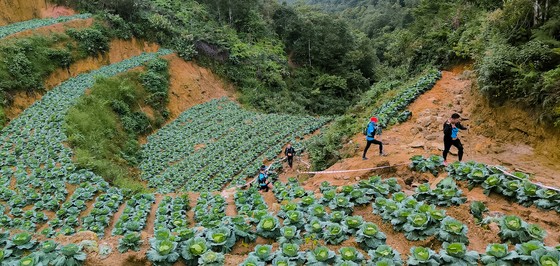 Băng qua một con dốc với ruộng bắp cải ảnh 2