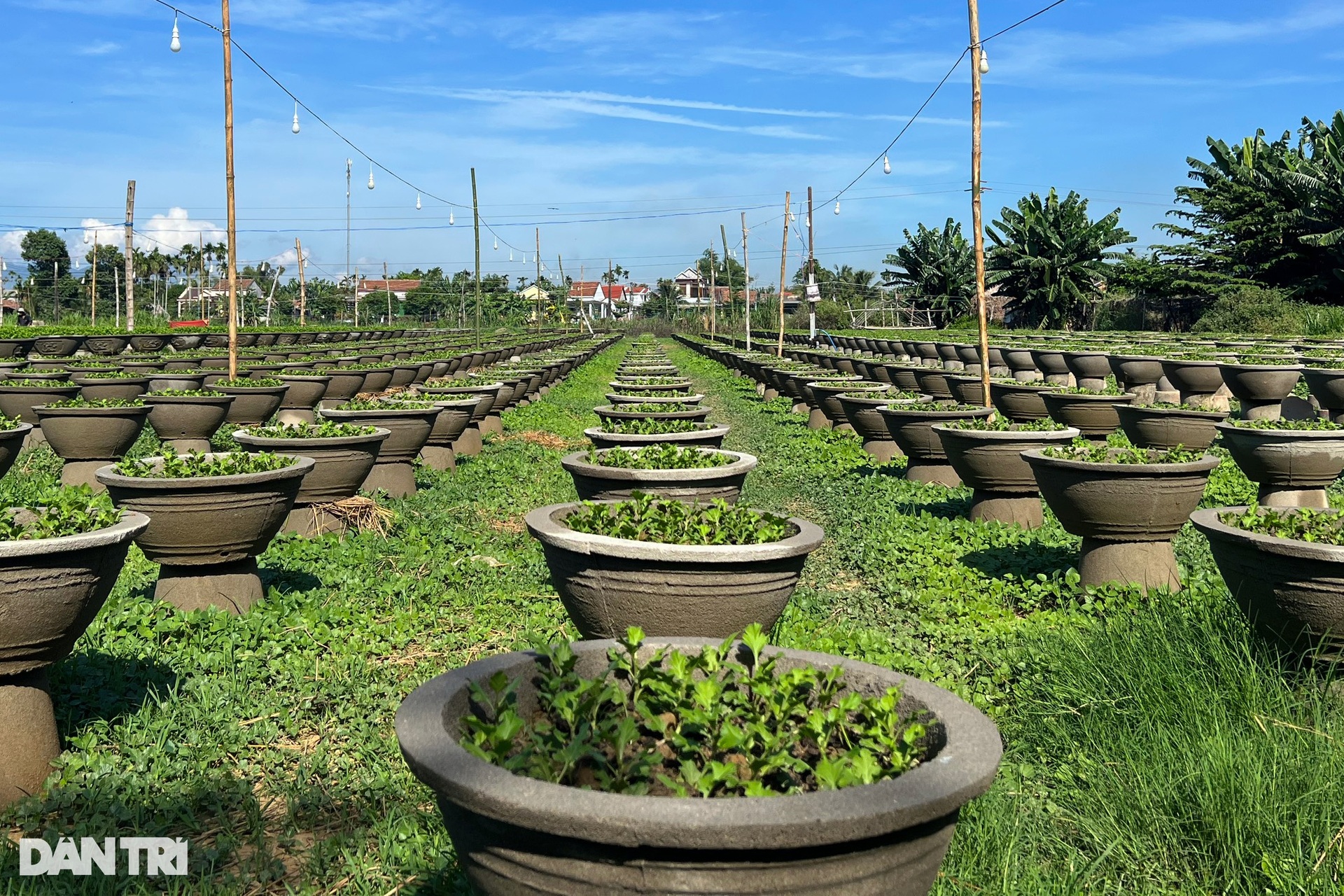 Những người gom nắng khơi màu, gọi Tết - 6