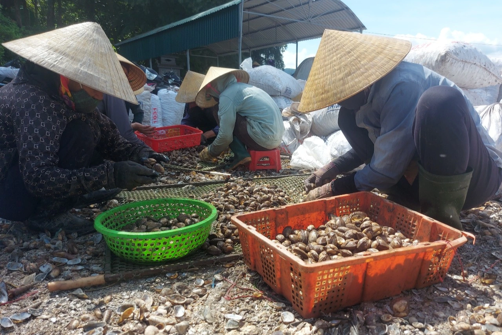 Trúng hàng trăm tấn lộc trời, ngư dân đếm tiền mỏi tay - 2