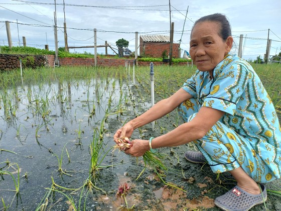 Người dân thôn Thanh Thủy (xã Bình Hải, huyện Bình Sơn, tỉnh Quảng Ngãi) đang trông chờ vụ hành để chi phí xuống giống vụ ngò, tỏi tới. Ảnh: NGUYỄN TRANG ảnh 5