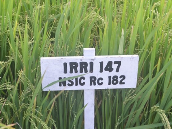 Giống lúa IRRI147. Ảnh minh họa ảnh 3