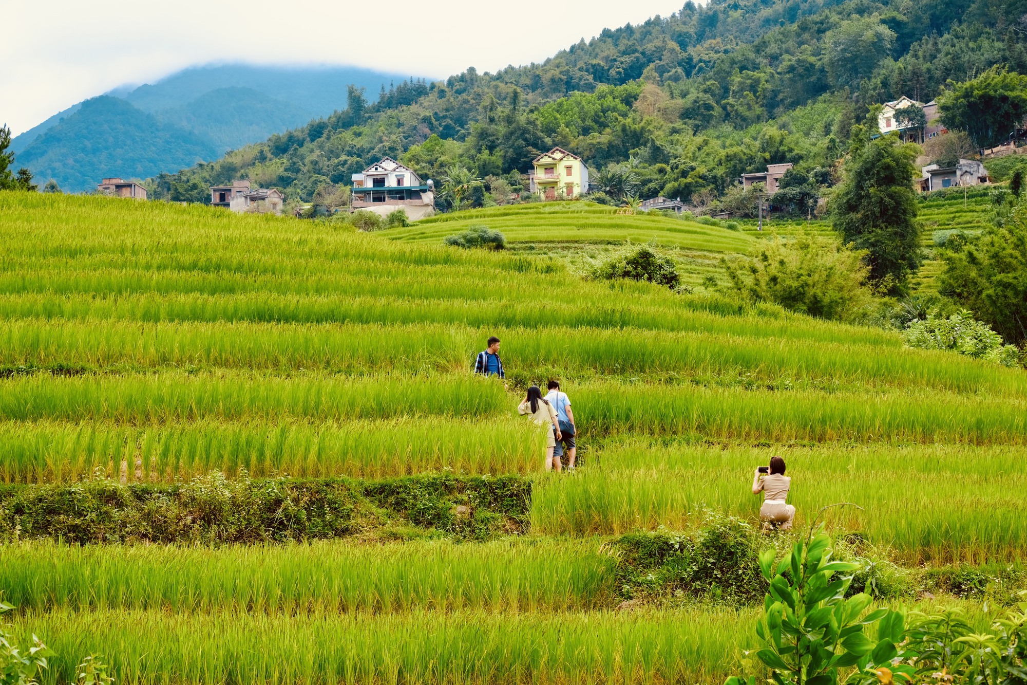 Ruộng bậc thang Bình Liêu khiến du khách mê say - Ảnh 6.