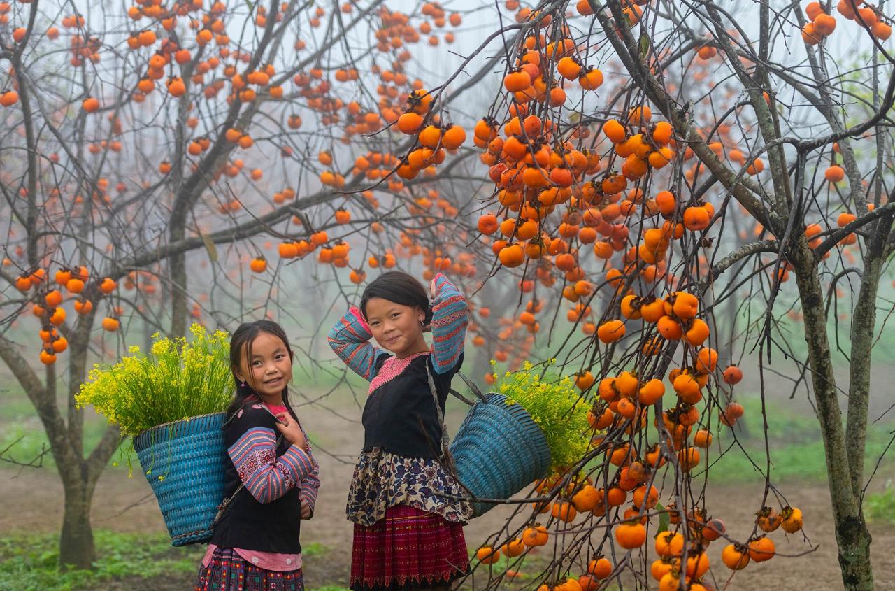 Ngắm nhìn vườn hồng sai trĩu quả nhuộm vàng mùa thu Mộc Châu - 2