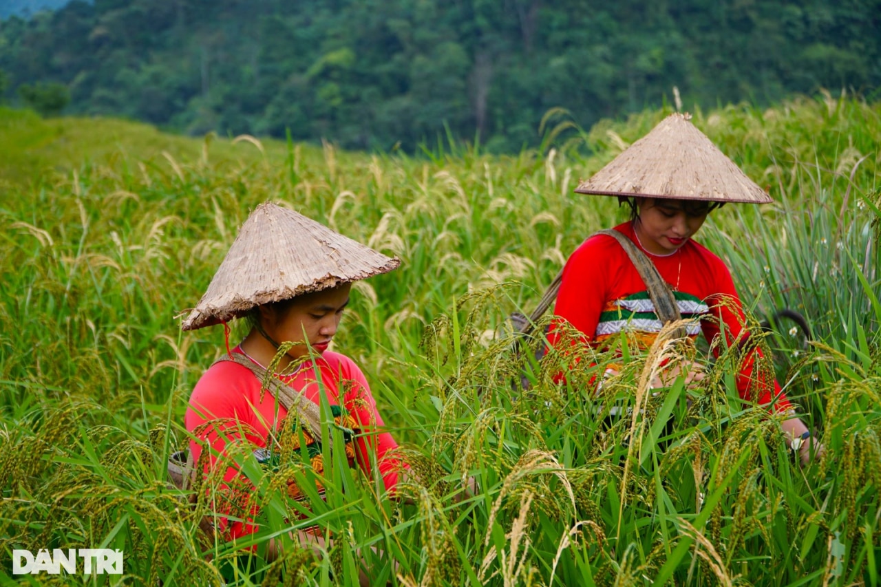 Mê mẩn ngắm mùa vàng trên đỉnh Pù Luông - 5