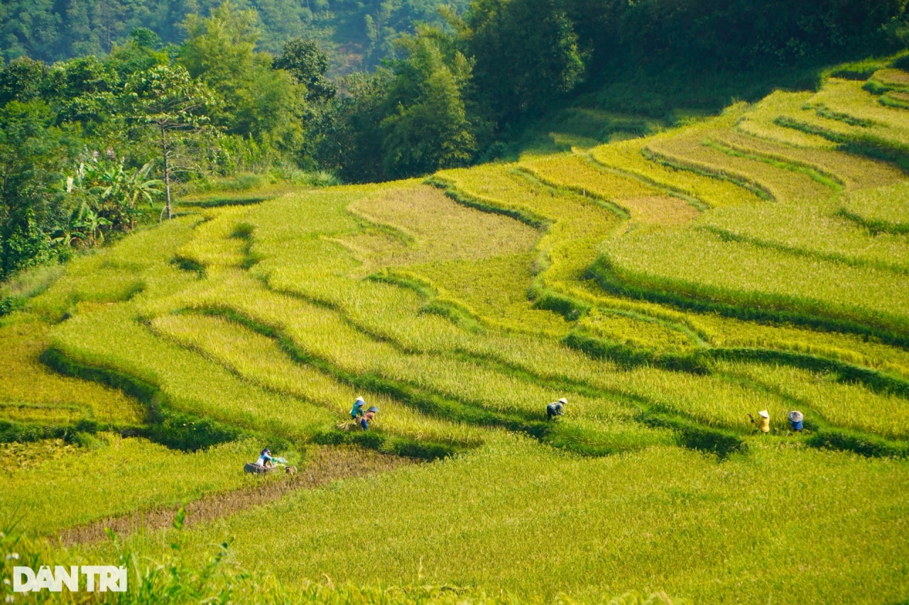 Mê mẩn ngắm mùa vàng trên đỉnh Pù Luông - 3