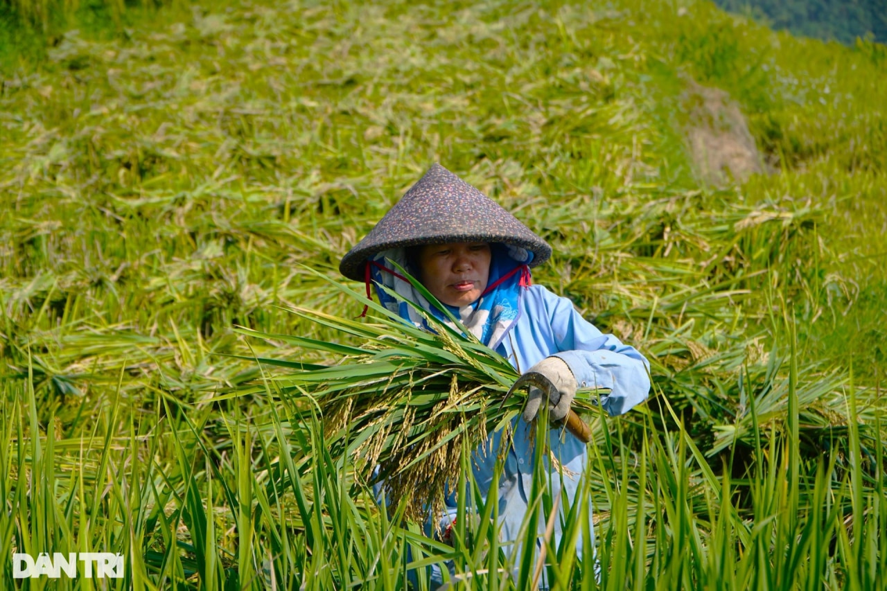 Mê mẩn ngắm mùa vàng trên đỉnh Pù Luông - 4