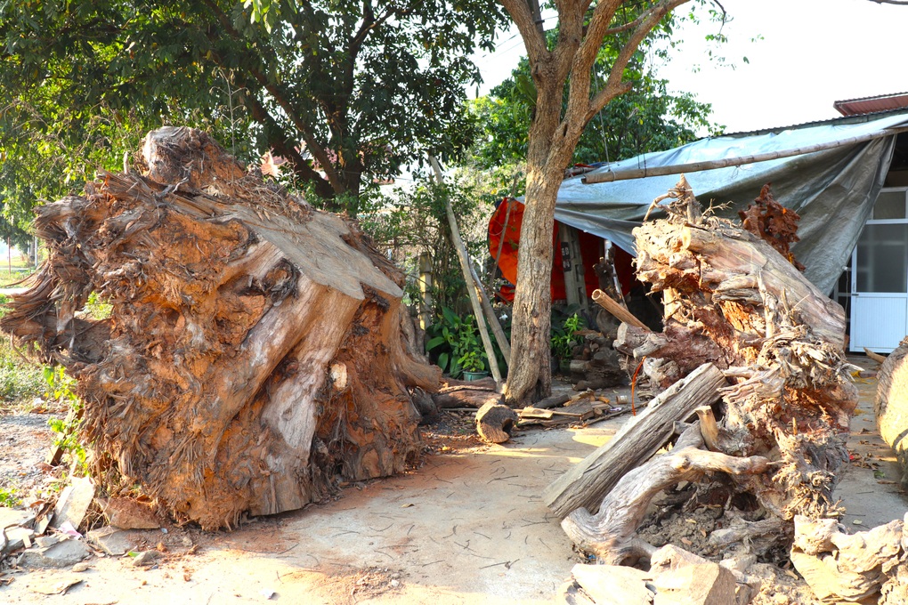 Cả làng đào gốc cây mục về đục đẽo, ai ngờ bán giá trăm triệu đồng - 1