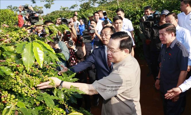 gan ket giua san xuat che bien tieu thu va xuat khau ca phe o son la hinh 1