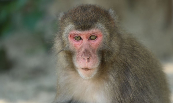 Khỉ macaque, loại khỉ được chọn trong nghiên cứu ghép thận lợn. Ảnh: Takasakiyama Natural Zoological Garden