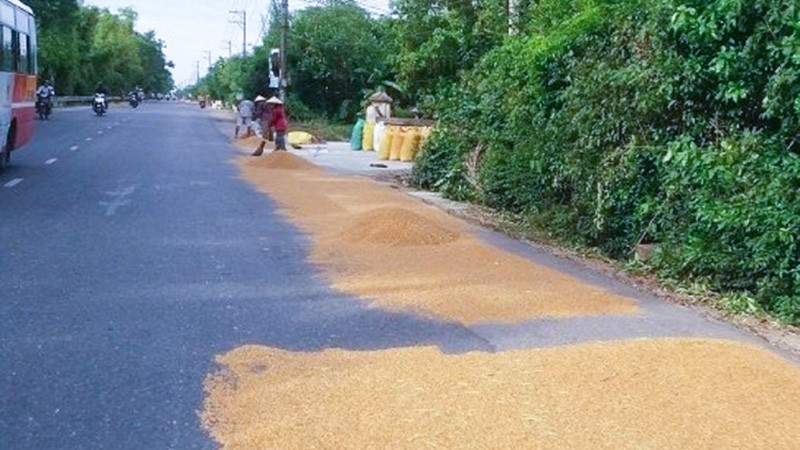 Phơi thóc lúa ngoài đường có thể coi là đặt chướng ngại vật gây cản trở giao thông.