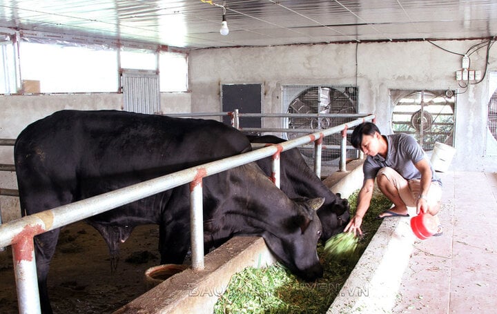 Nuôi bò 3B vỗ béo mang lại hiệu quả kinh tế cao cho HTX nông nghiệp và thương mại La Hiên và các thành viên.