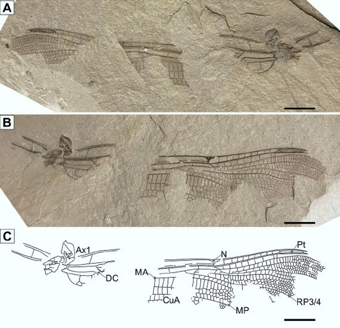 Hóa thạch cánh chuồn chuồn vừa được khai quật ở Anh. (Ảnh: HISTORICAL BIOLOGY)