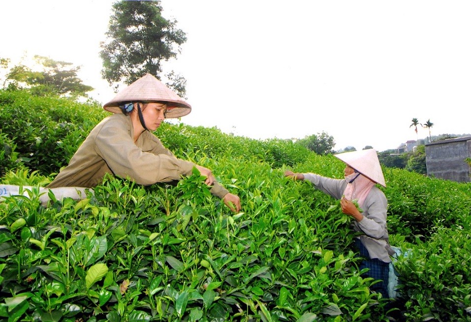 Đẩy mạnh xây dựng thương hiệu quốc gia cho sản phẩm Chè Thái Nguyên