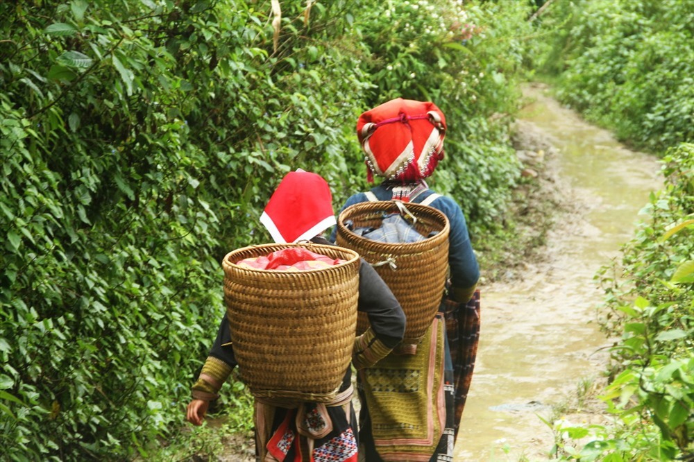 Người Dao Đỏ lên nương. Ảnh: Khuê Việt Trường