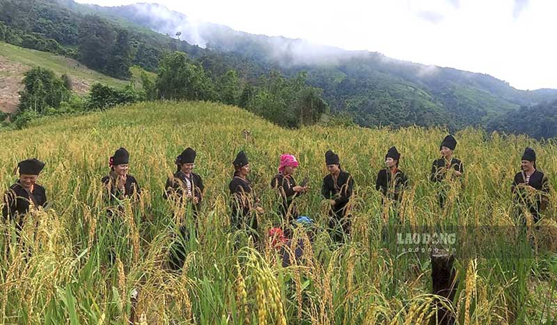 Lễ hội Mừng lúa mới của dân tộc Cống diễn ra trong 3 ngày, 2 ngày đầu, các cặp trai gái này chọn những bông lúa bánh tẻ (không chín quá mà cũng không xanh quá) to, đẹp để về làm cốm, đồng thời chuẩn bị các vật phẩm cho buổi lễ chính thức.