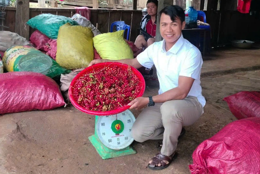 Xuyên rừng đi hái ngũ vị tử, dân rủng rỉnh bỏ túi tiền triệu mỗi ngày - 4