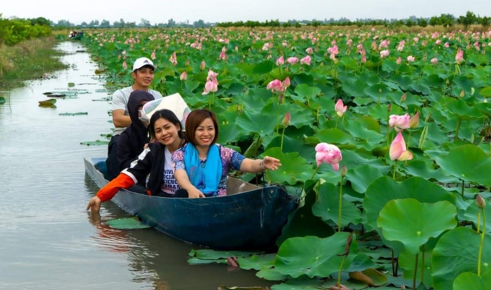 Cánh đồng sen ở Tháp Mười. Ảnh: NGUYỄN TOÀN