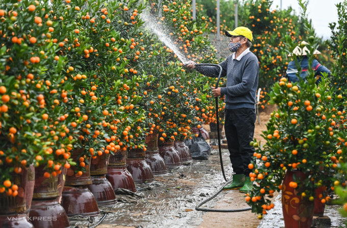 Nông dân làng Tứ Liên (Hà Nội) chăm sóc quất cảnh bán vào dịp Tết nguyên đán. Ảnh: Giang Huy