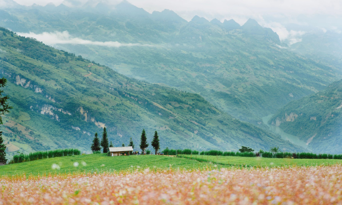 Cánh đồng hoa tam giác mạch ở thảo nguyên Suôi Thầu (Xín Mần, Hà Giang) hồi tháng 10. Ảnh: Nguyễn Công Uy