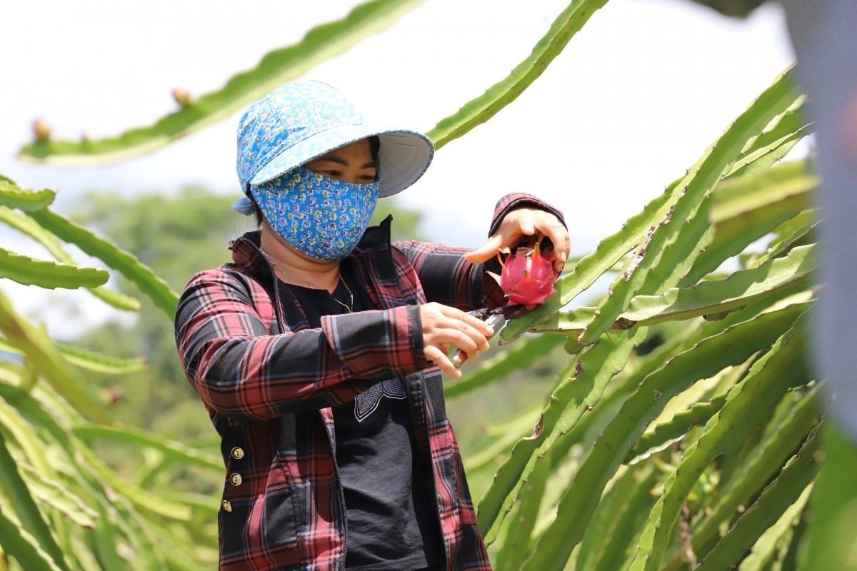 Các sản phẩm thanh long, chanh leo, chè của Thuận Châu... đã xuất khẩu sang Nga, Trung Quốc... (Nguồn: VOV)