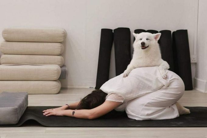 Một buổi huấn luyện yoga cho chó của Puppy Yoga Singapore. Kevin Lim