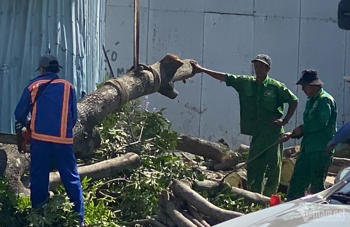 Cưa cây thành từng đoạn để chuyển đi.