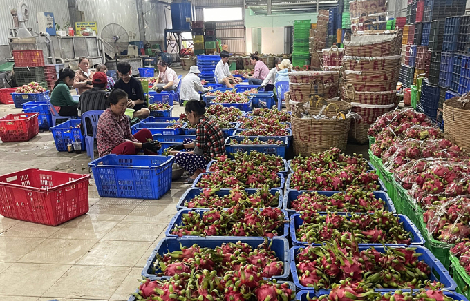 Công nhân phân loại thanh long đóng gói tại kho ở huyện Châu Thành (Long An) ngày 21/11. Ảnh: Hoàng Nam