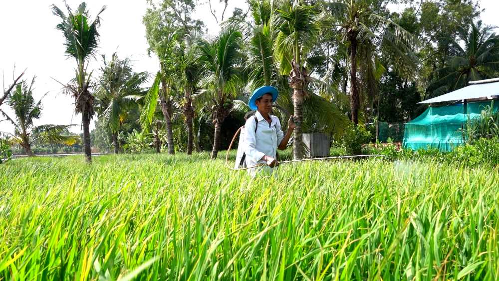 Ông Triệu chăm sóc lúa để chuẩn bị cho Festival. Ảnh: Tạ Quang