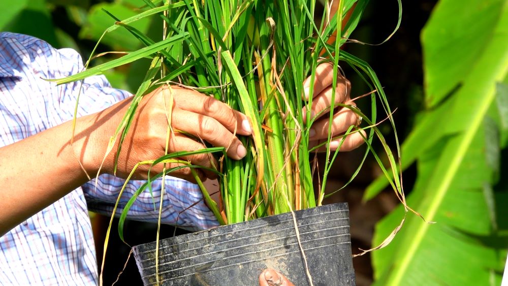 Đến nay, cây lúa đã cứng cáp. Ảnh: Tạ Quang