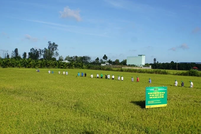 Mô hình trình diễn sử dụng phân bón tiết kiệm, cân đối, hiệu quả trong sản xuất lúa vụ hè thu 2022 tại xã Tân Nghĩa (huyện Cao Lãnh, tỉnh Đồng Tháp) do PVFCCo phối hợp với Cục Bảo vệ thực vật thực hiện. (Ảnh: TL)