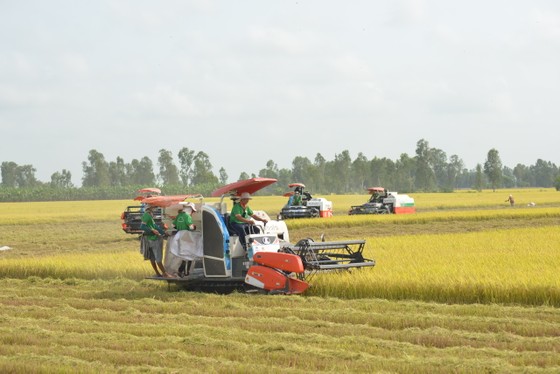 Nông dân ĐBSCL mong có giải pháp ổn định giá vật tư nông nghiệp để duy trì lợi nhuận ổn định