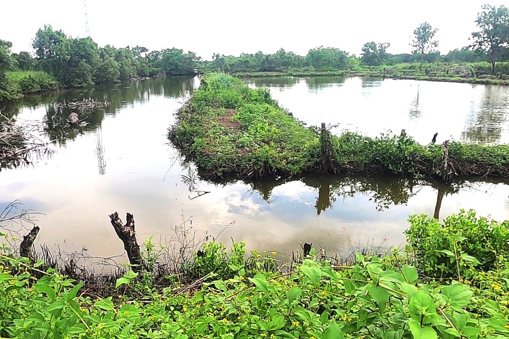 Hơn 6 năm không làm dự án, một công ty bị Cà Mau thu hồi 40.000m2 đất - 1