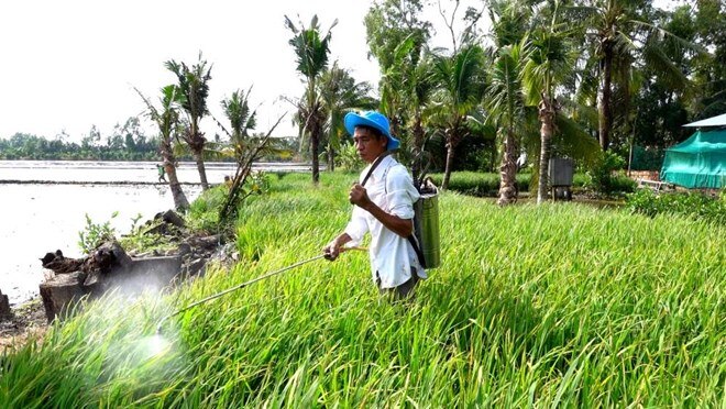 Lão nông kể chuyện trồng 10.000 chậu lúa làm Con đường lúa gạo Việt Nam