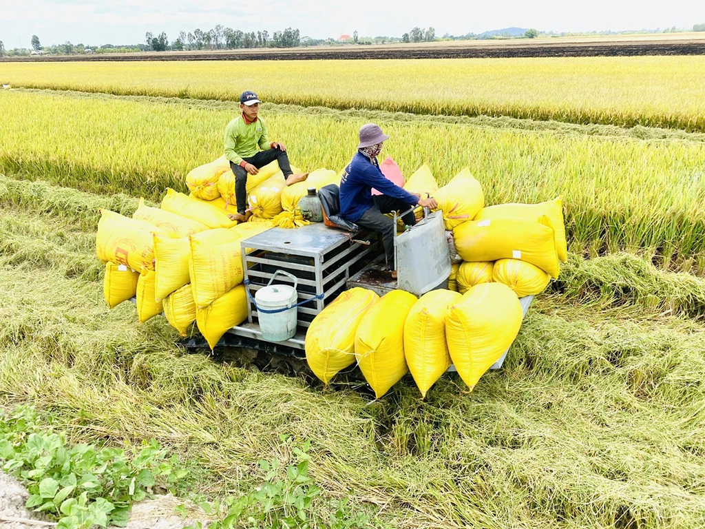 Lý do giá gạo xuất khẩu cao kỷ lục, doanh nghiệp vẫn kêu lỗ - Ảnh 1.