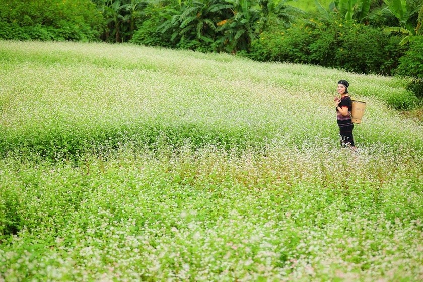 Du lịch Gia Lai: Ngắm hoa tam giác mạch khoe sắc dưới chân núi lửa Chư Đang Ya