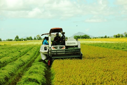 Nhu cầu thế giới tăng gây áp lực lên giá gạo, gạo Việt thêm nhiều lợi thế