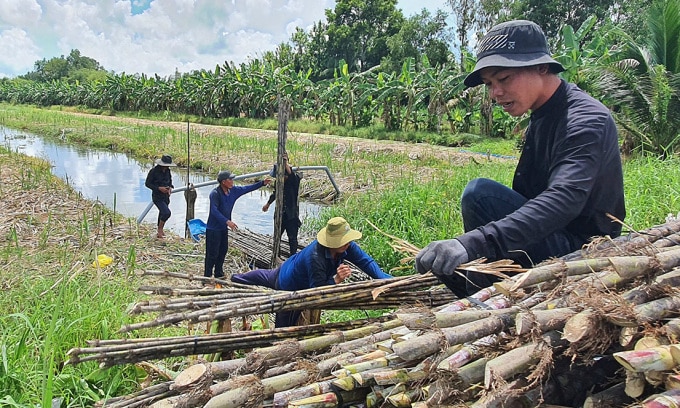 Nông dân Hậu giang thu hoạch mía. Ảnh: An Bình