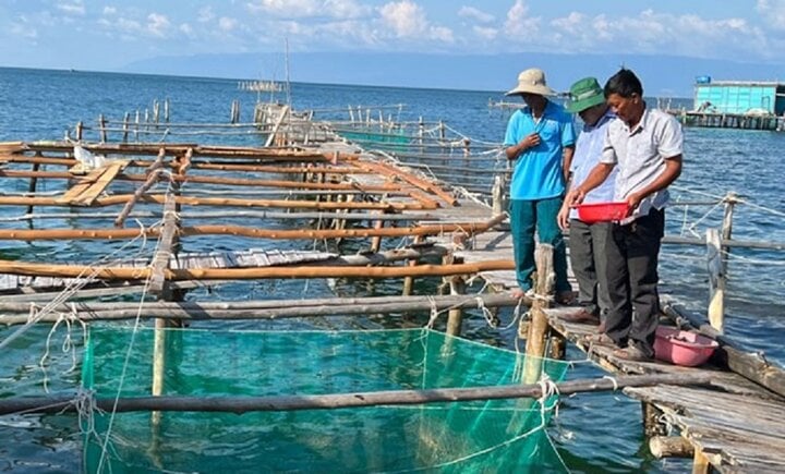 Hằng năm mỗi xã viên lợi nhuận khoảng 200 - 300 triệu đồng tiền bán cá, quan trọng là nguồn ra ổn định nên bà con rất an tâm tham gia. (Ảnh minh họa: LĐO)