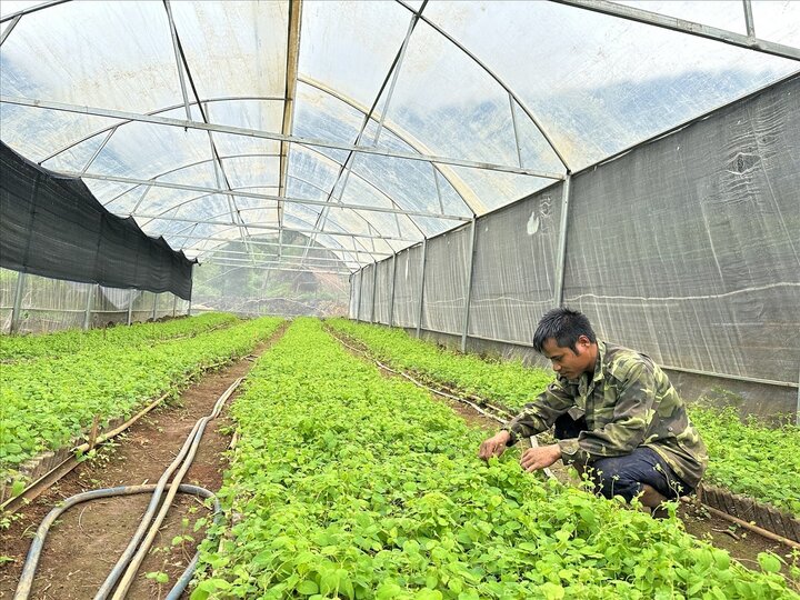 Nhiều hộ dân người dân tộc Xơ Đăng ở huyện Tu Mơ Rông liên kết với HTX để có việc làm, được hỗ trợ giống sâm dây để phát triển kinh tế.