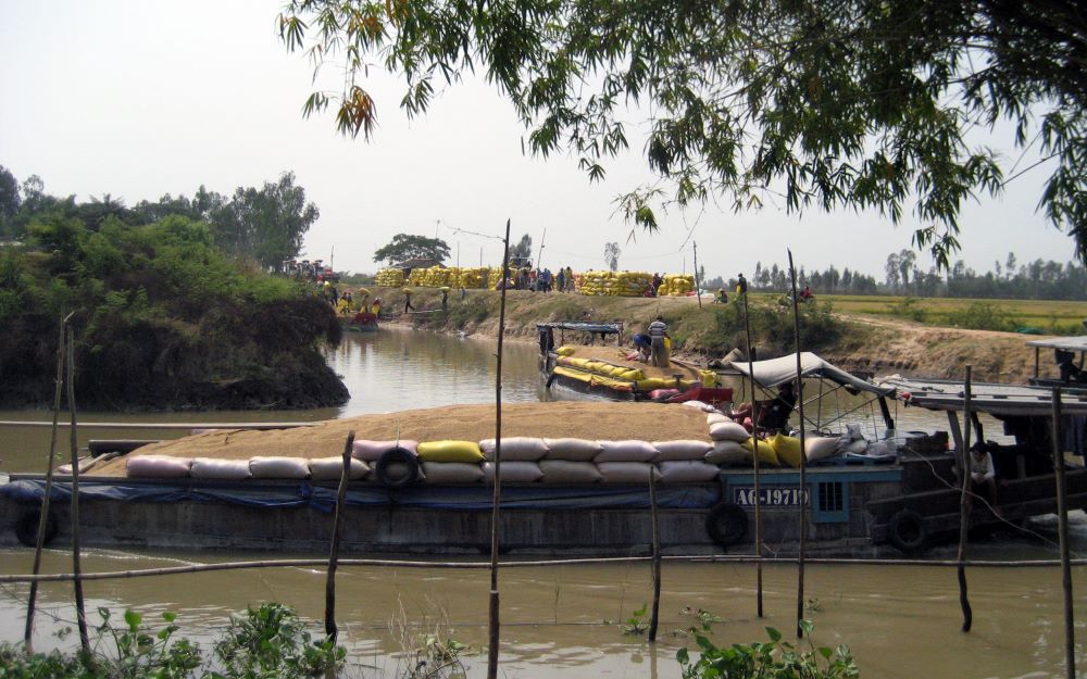 Thu hoạch lúa ở tỉnh Đồng Tháp, địa phương đóng góp sản lượng lúa lớn cho xuất khẩu gạo Việt Nam. Ảnh: Lâm Điền