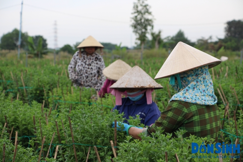 Từ nguồn vốn cho vay hỗ trợ giảm nghèo và cho vay giải quyết việc làm nhiều phụ nữ ở TP.HCM có việc làm với thu nhập ổn định.