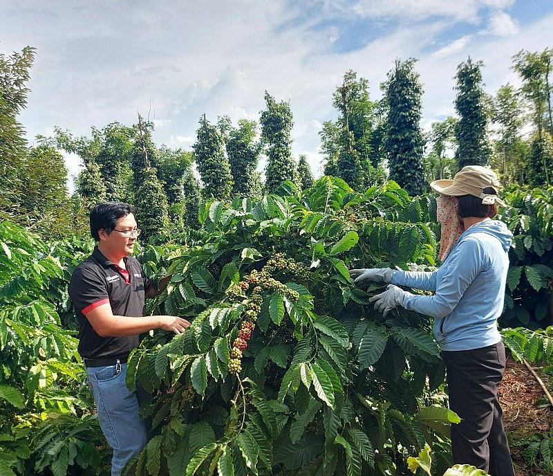 Tăng chất cho cà phê để giữ giá xuất khẩu