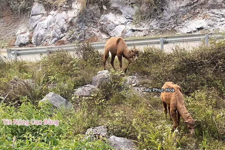 Lạc đà xuất hiện tại xã Xuân Trường, huyện Bảo Lạc, tỉnh Cao Bằng. (Ảnh: Đ.X.)