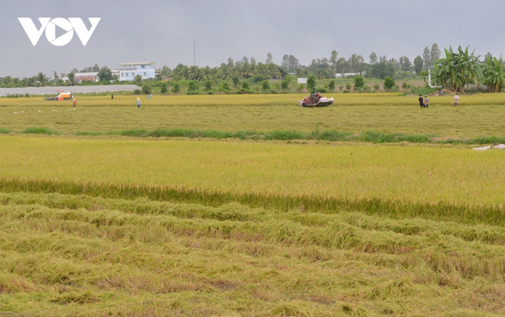 Cơ cấu giống lúa tập trung vào lúa thơm, chất lượng cao để phục vụ nhu cầu trong nước và xuất khẩu