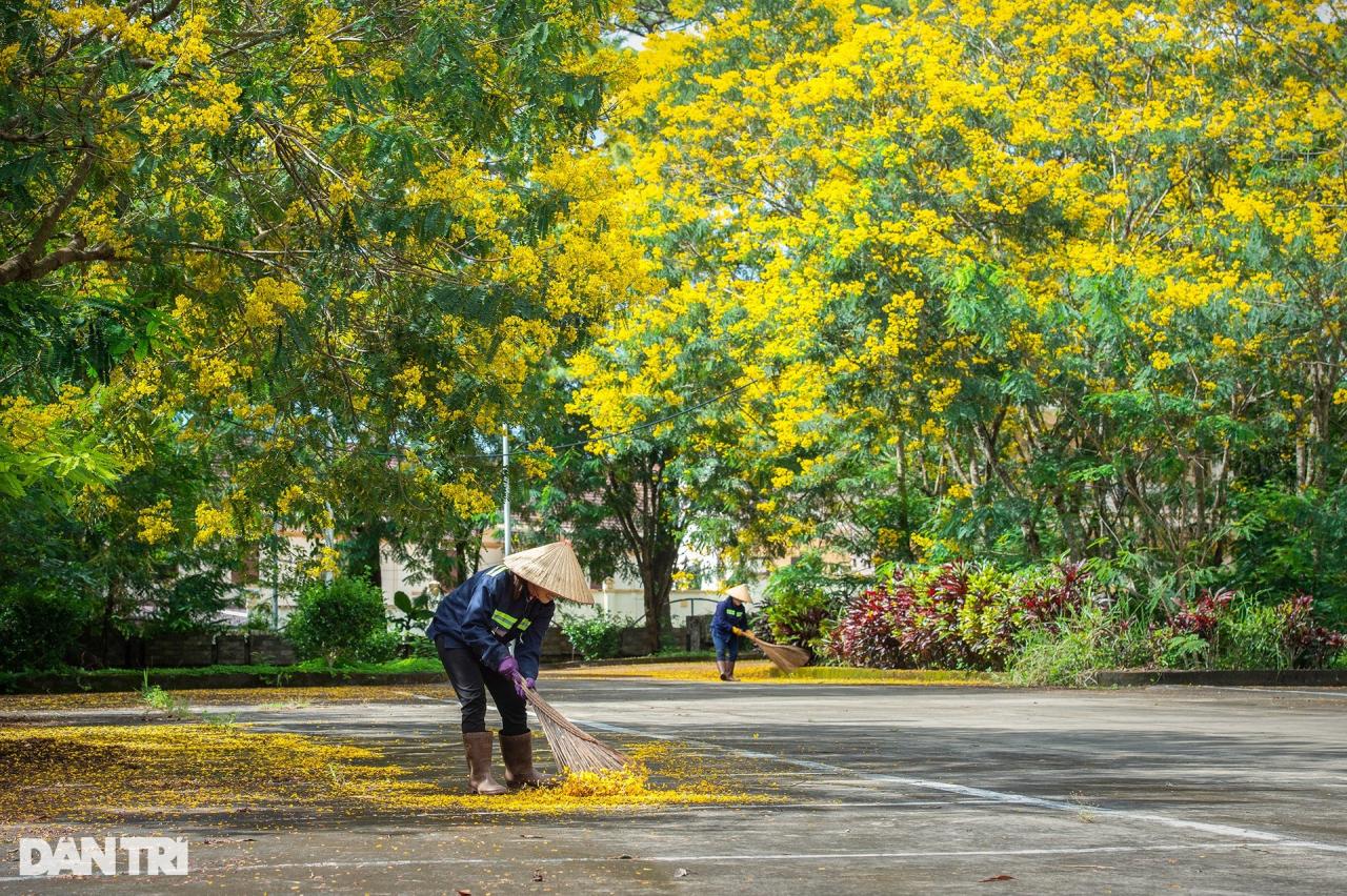 Hoa phượng vàng nở rộ hai bên cầu treo ở Đắk Nông - 9