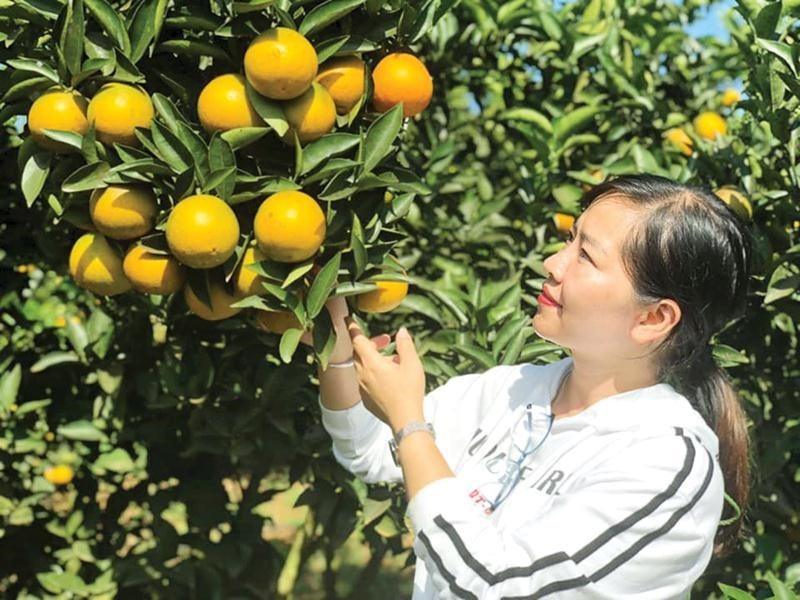 Cam Phù Yên. (Nguồn: Báo Đầu tư)