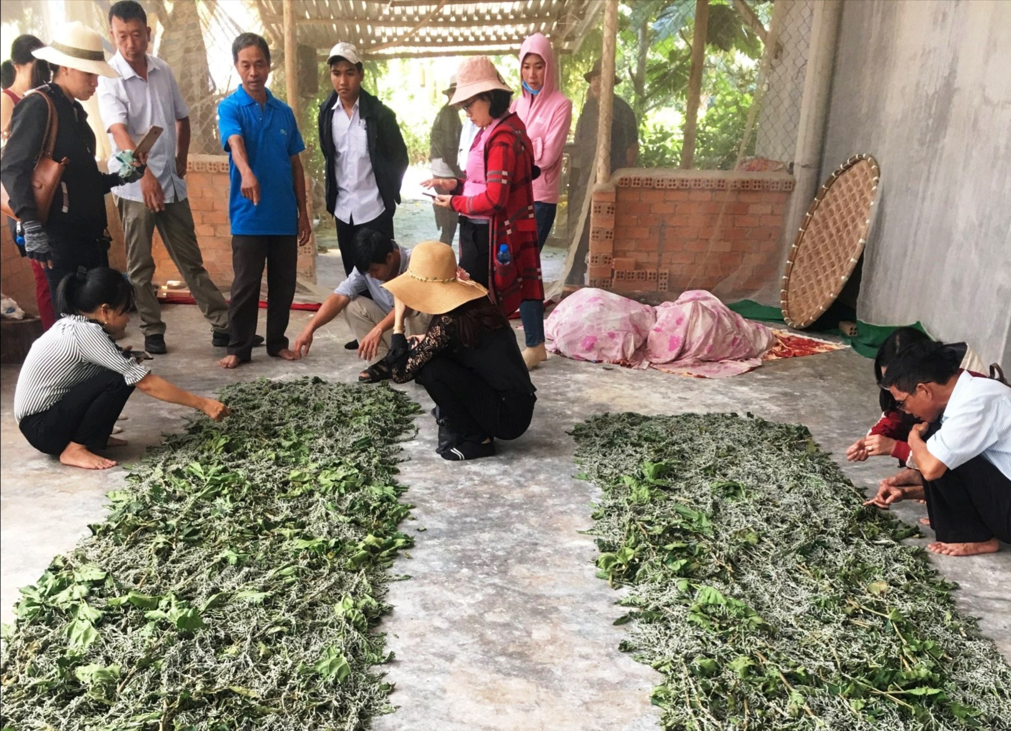 Mãi loay hoay chuyện trứng giống tằm - Ảnh 4.