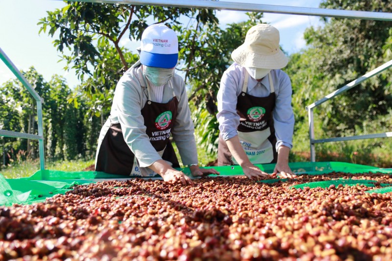 Nguồn cung thiếu hụt, xuất khẩu cà phê tiếp tục có cơ hội tăng