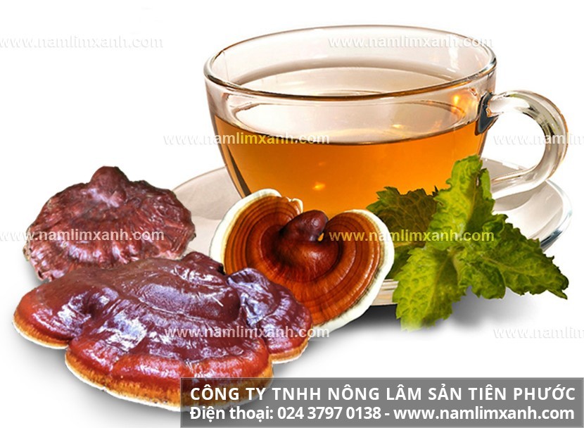 Cách dùng nấm lim xanh hàng ngày rất tốt để chữa bệnh hoặc bồi bổ.